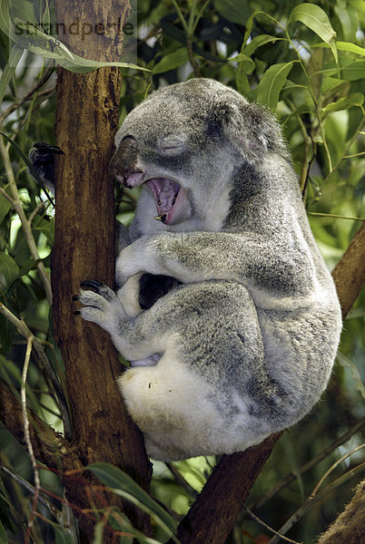 Koala (Phascolarctos cinereus)  adult  ruhend  schlafend  gähnend  Australien
