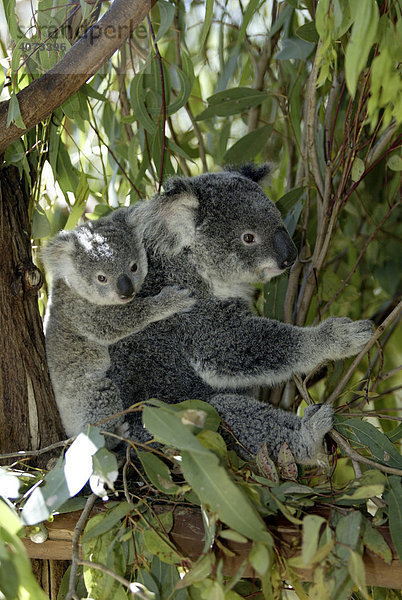 Koala (Phascolarctos cinereus)  adult  weiblich  mit Jungtier  reitet auf Rücken  Australien