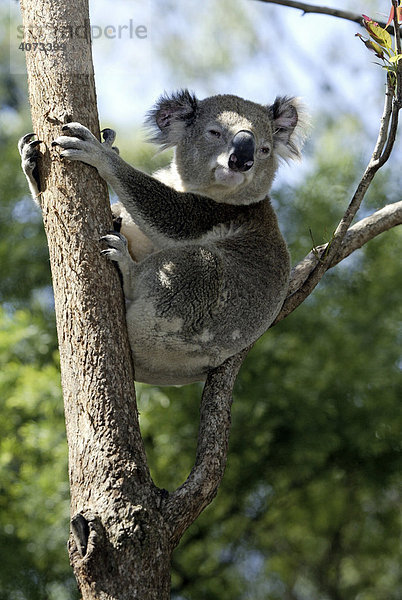 Koala (Phascolarctos cinereus)  adult  Australien