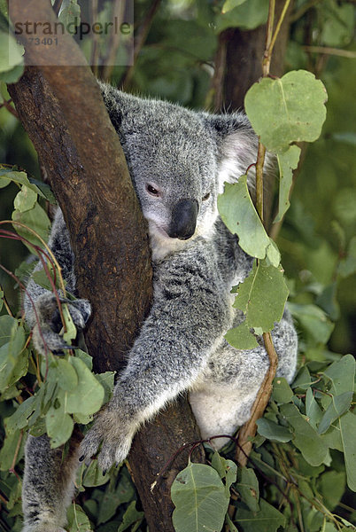 Koala (Phascolarctos cinereus)  adult  ruhend  schlafend  Australien