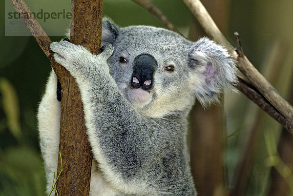 Koala (Phascolarctos cinereus)  adult  Portrait  Australien