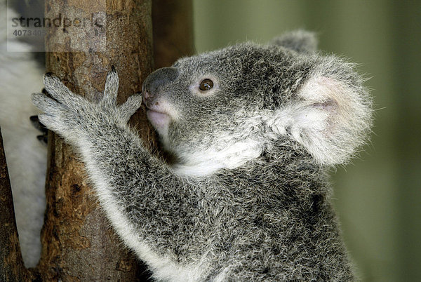 Koala (Phascolarctos cinereus)  Jungtier  Portrait  Australien