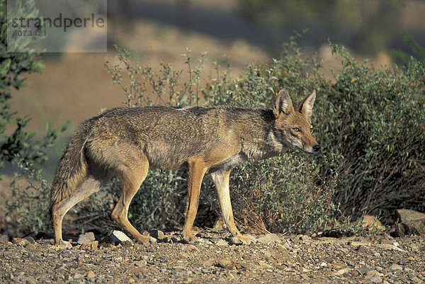 Koyote (Canis latrans)  adult  Sonora Wüste  Arizona  USA