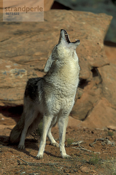 Koyote (Canis latrans)  adult  männlich  auf Felsen rufend  heulend  Sonora Wüste  Arizona  USA