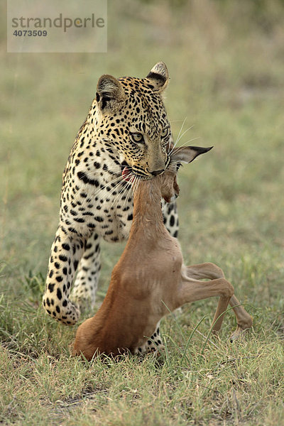 Leopard (Panthera pardus)  adult  weiblich  mit Beute  Sabi Sand Game Reserve  Südafrika  Afrika