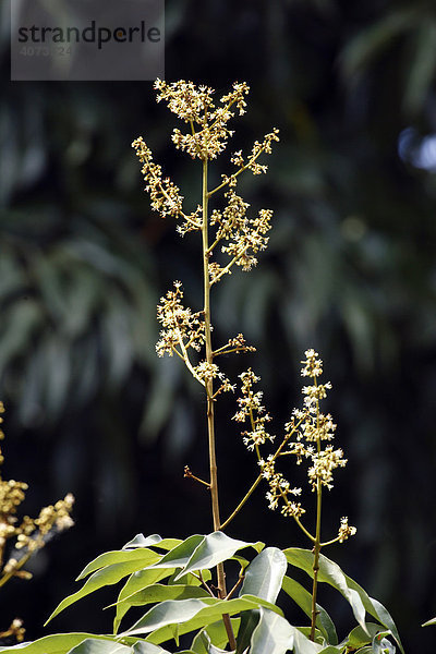 Litchie (Litchi chinensis)  Blüte  Madagaskar  Afrika