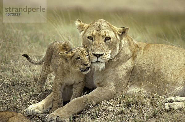 Afrikanischer Löwe (Panthera leo)  adult  mit Jungtier  Sozialverhalten  Portrait  Ngorongoro Krater  Tanzania  Afrika