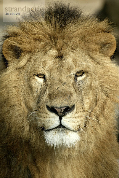 Afrikanischer Löwe (Panthera leo)  adult  Portrait  Afrika