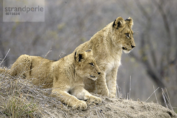 Löwen (Panthera leo)  Jungtiere  Sabi Sand Game Reserve  Südafrika