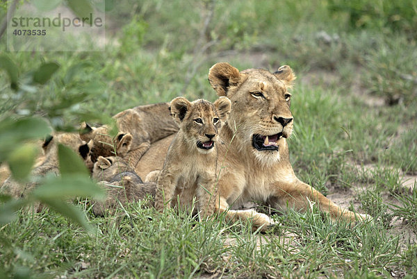 Afrikanischer Löwe (Panthera leo)  adult  weiblich  mit Jungtieren  Sabie Sand Game Reserve  Südafrika