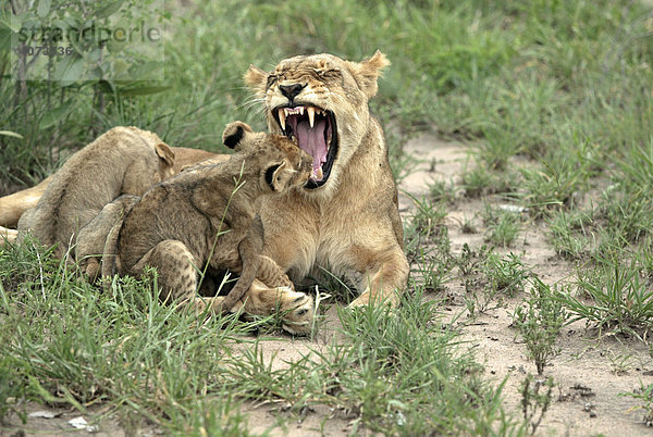 Afrikanischer Löwe (Panthera leo)  adult  weiblich  mit Jungtieren  gähnend  Sabie Sand Game Reserv  Südafrika
