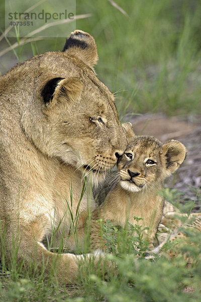 Afrikanischer Löwe (Panthera leo)  adult  mit Jungtier  Sozialverhalten  Sabie Sand Game Reserve  Südafrika