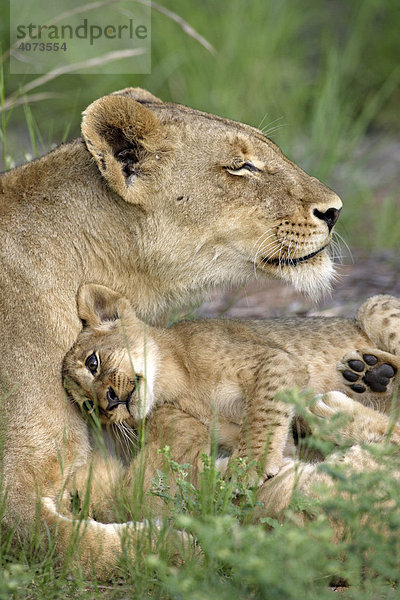 Afrikanischer Löwe (Panthera leo)  adult  mit Jungtier  Sozialverhalten  Sabie Sand Game Reserve  Südafrika