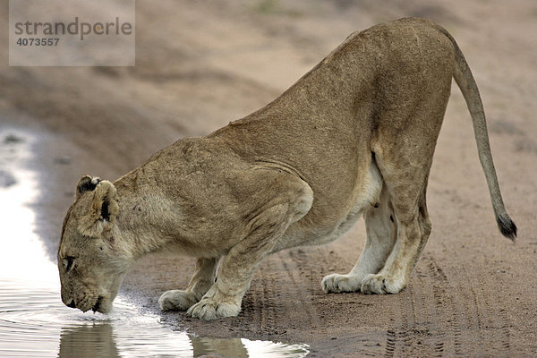 Afrikanischer Löwe (Panthera leo)  adult  weiblich  trinkend  Sabie Sand Game Reserve  Südafrika