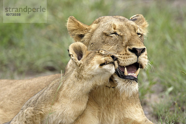 Afrikanischer Löwe (Panthera leo)  adult  mit Jungtier  Sozialverhalten  Sabie Sand Game Reserve  Südafrika