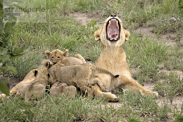 Afrikanischer Löwe (Panthera leo)  adult  gähnend  mit Jungtieren  Sozialverhalten  Sabie Sand Game Reserve  Südafrika