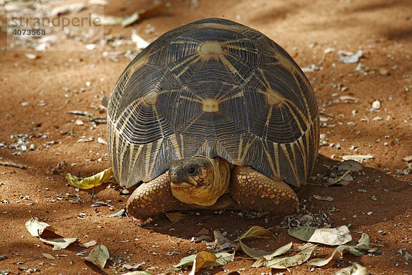 Madagaskar Strahlenschildkröte (Geochelone radiata)  adult  Berenty Game Reserve  Madagaskar  Afrika