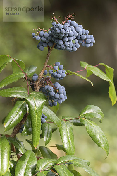 Mahonie  Fiederberberitze (Mahonia aquifolium)  Frucht  Ellerstadt  Deutschland