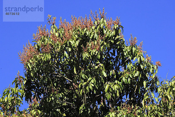 Mangobaum (Mangifera indica)  Blüte  Madagaskar  Afrika