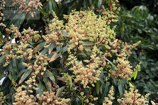 Mangobaum (Mangifera indica)  Blüte  Madagaskar  Afrika