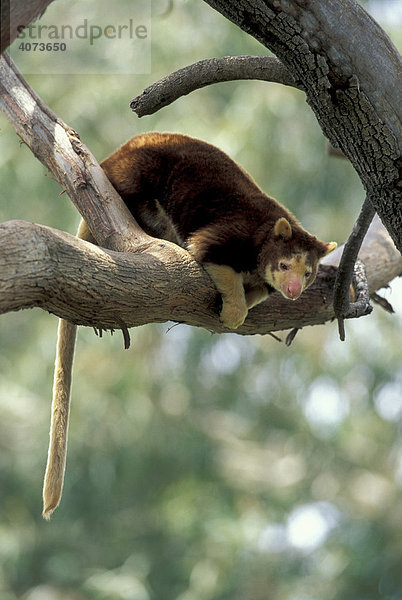 Matschie-Baumkänguruh (Dendrolagus matschiei)  adult  auf Baum  Vorkommen: Neuguinea