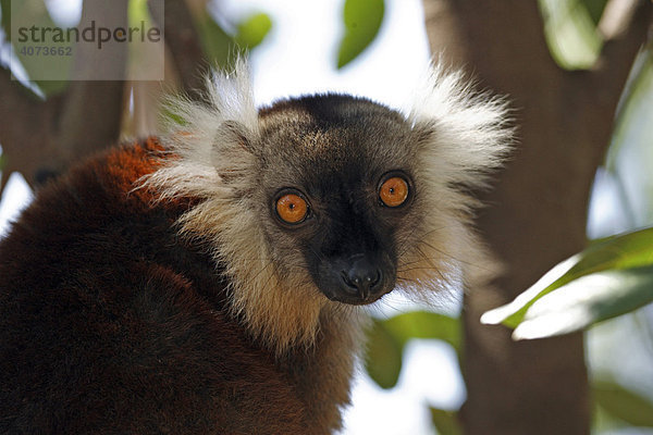 Mohrenmaki (Eulemur macaco)  adult  weiblich  auf Baum  Portrait  Nosy Komba  Madagaskar  Afrika