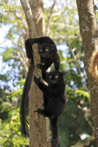 Mohrenmakis (Eulemur macaco)  adult  männlich  auf Baum  Nosy Komba  Madagaskar  Afrika