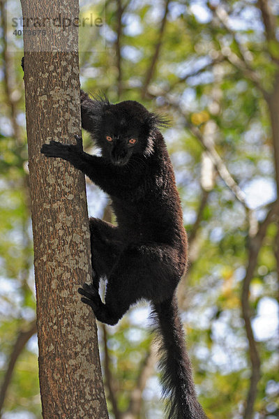 Mohrenmaki (Eulemur macaco)  adult  männlich  auf Baum  Nosy Komba  Madagaskar  Afrika