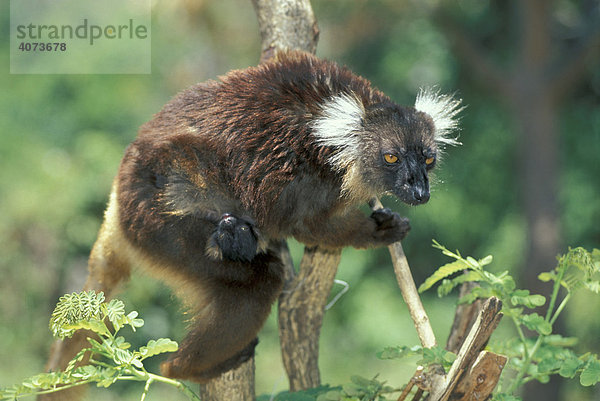 Mohrenmaki (Eulemur macaco)  adult  weiblich  mit Jungtier  auf Baum  Nosy Komba  Madagaskar  Afrika