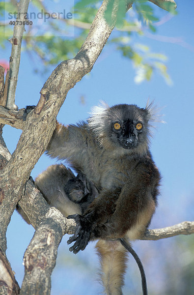 Mohrenmaki (Eulemur macaco)  adult  auf Baum  Nosy Komba  Madagaskar  Afrika
