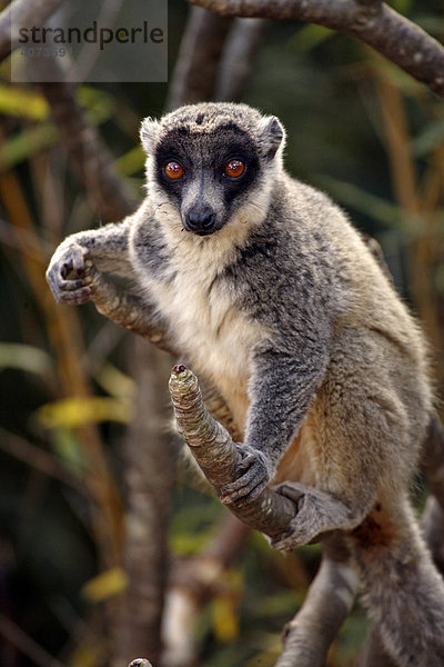 Mongozmaki (Eulemur mongoz)  adult  männlich  auf Baum  Madagaskar  Afrika