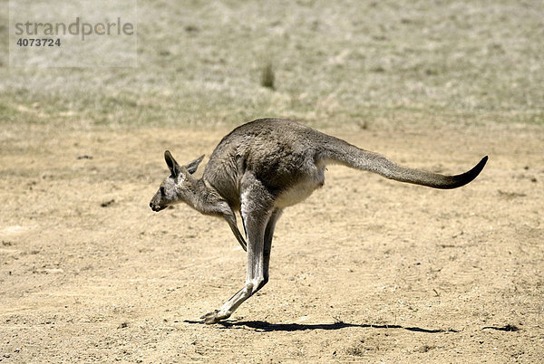 Östliches Graues Riesenkänguruh (Macropus giganteus)  adult  springend  Australien