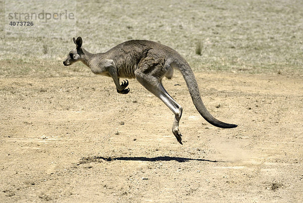 Östliches Graues Riesenkänguruh (Macropus giganteus)  adult  springend  Australien