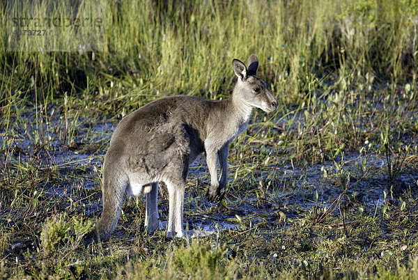 Östliches Graues Riesenkänguruh (Macropus giganteus)  adult  Australien