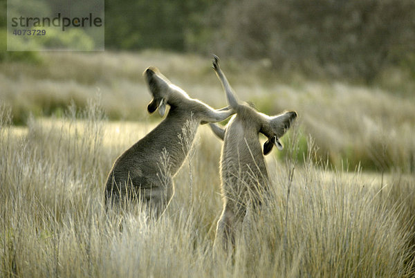 Östliche Graue Riesenkänguruhs (Macropus giganteus)  adult  kämpfend  Australien