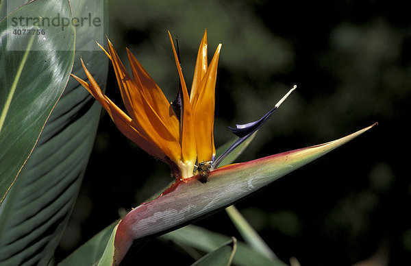 Paradiesvogelblume  Strelitzie (Strelitzia reginae)  Blüte  Südafrika