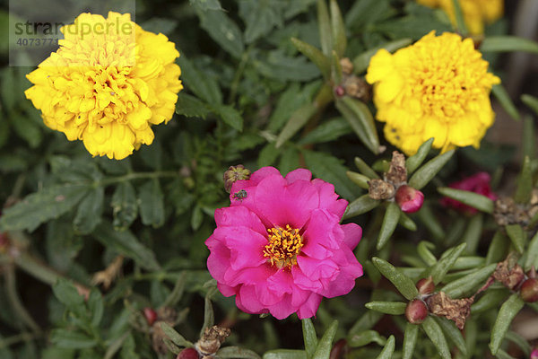Portulakröschen (Portulaca grandiflora) und Tagetes  Studentenblume (Tagetes spec.)  Blüten