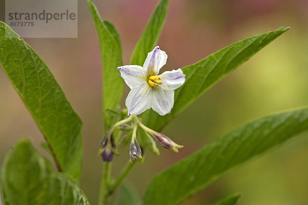 Pepino Birnenmelone (Solanum muricatum)  Blüte  Ellerstadt  Deutschland
