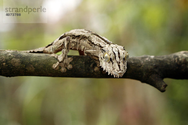 Blattschwanzgecko  heller Plattschwanzgecko (Uroplatus sikorae sikorae)  adult  auf Baum  Madagaskar  Afrika