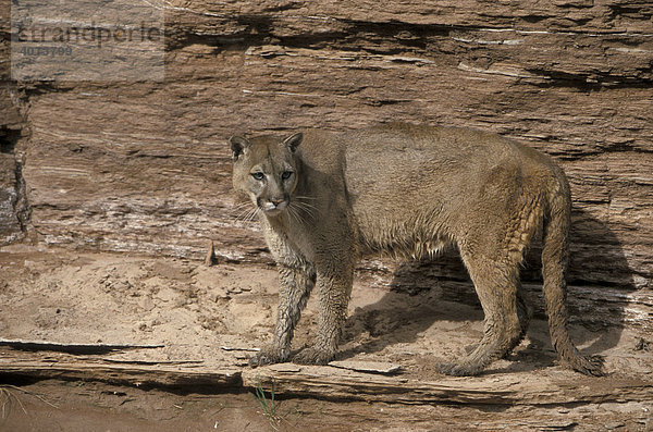 Puma (Puma concolor)  adult  am Wasser  Utah  USA