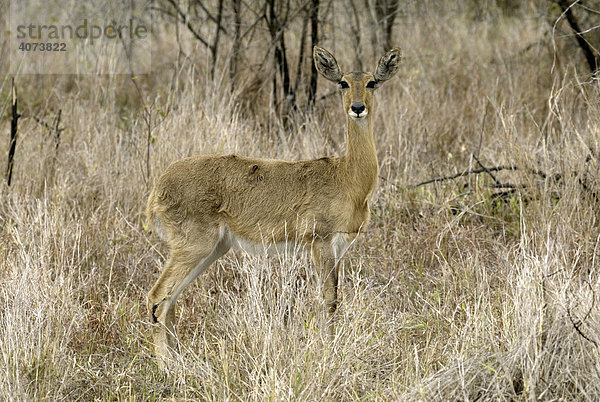 Riedbock (Redunca redunca)  adult  weiblich  Sabi Sand Game Reserve  Südafrika