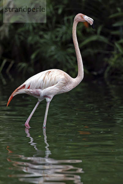 Rosa Flamingo (Phoenicopterus ruber roseus)  adult  stehend im Wasser  Vorkommen: Afrika  Europa