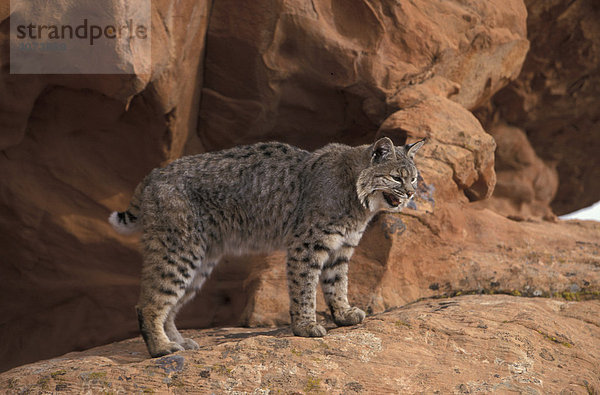 Rotluchs (Lynx rufus)  adult  auf Felsen  rufend  Utah  USA