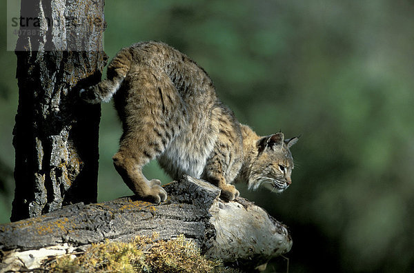 Rotluchs (Lynx rufus)  adult  auf Baum  Montana  USA