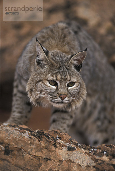 Rotluchs (Lynx rufus)  adult  auf Felsen  Portrait  Utah  USA