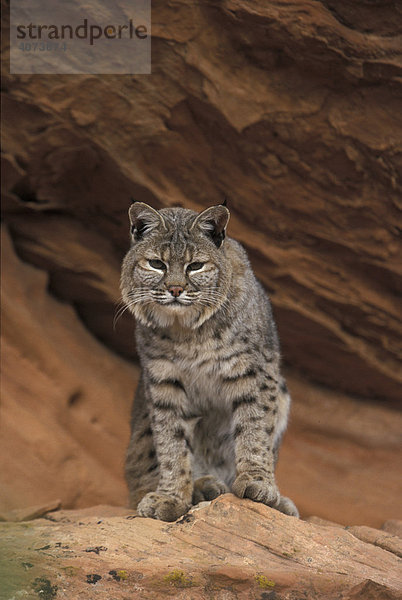 Rotluchs (Lynx rufus)  adult  auf Felsen  Utah  USA