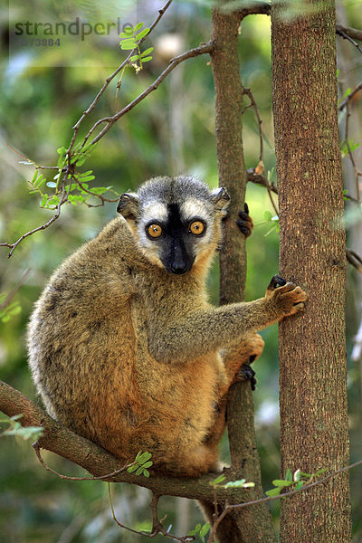 Rotstirnmaki (Lemur fulvus rufus)  adult  weiblich  auf Baum  Berenty Game Reserve  Madagaskar  Afrika
