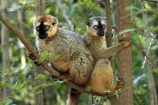 Rotstirnmaki (Lemur fulvus rufus)  adult  Paar  auf Baum  Berenty Game Reserve  Madagaskar  Afrika