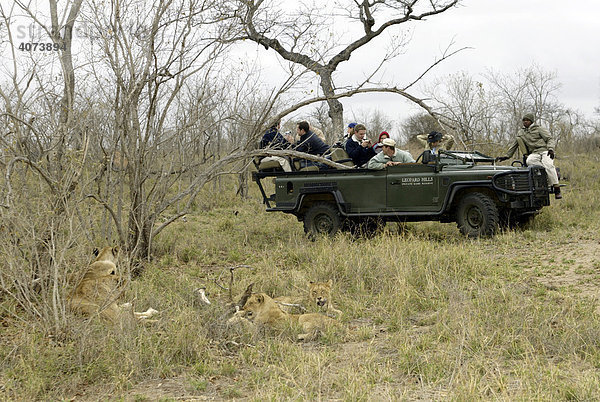 Safari im offenen Landrover  Touristen  Löwe (Panthera leo)  Sabi Sand Game Reserve  Südafrika