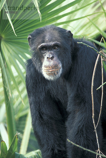 Zentralafrikanischer Schimpanse (Pan t. troglodytes)  adult  Vorkommen: Afrika
